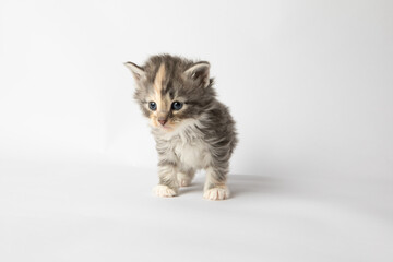 Obraz premium Norwegian Forest cat, kittens