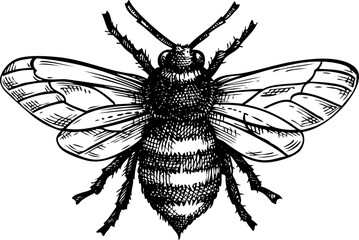 Decorative bee sketch. Hand drawn insect vector illustration. Nature design element. NOT AI generated