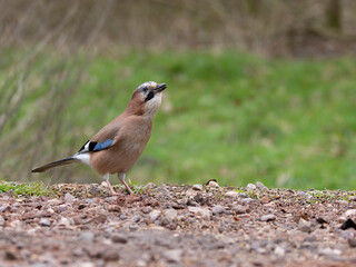 Eurasian jay, Garrulus glandarius