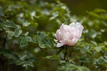 Delicate pink peony blooming in lush green garden