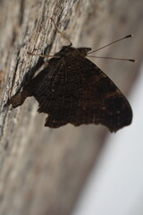 Old butterfly