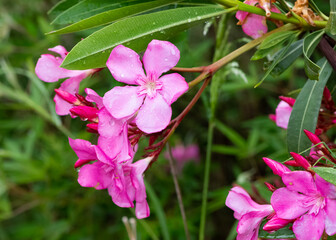 macro photos of various oleander flowers