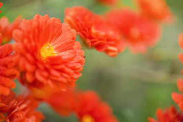 Orange chrysanthemums thin focus part and blurred greenery.