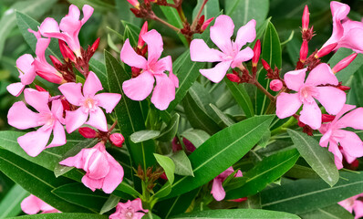 macro photos of various oleander flowers