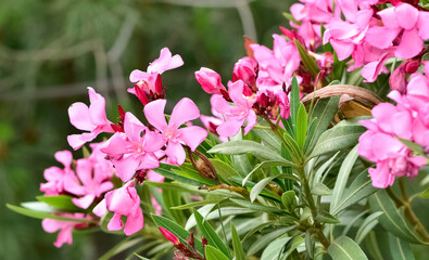 macro photos of various oleander flowers