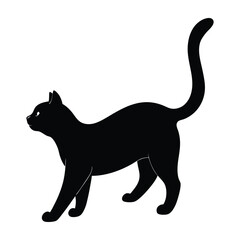 black cat on white