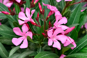macro photos of various oleander flowers
