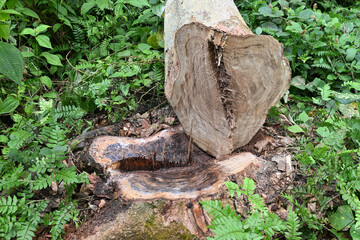 A recently cut down Nedun tree stump and its trunk on the ground nearby