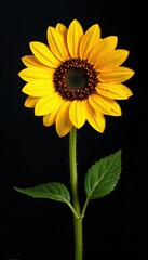 Obraz premium Bright yellow sunflower on black background with shadows, helianthus, shadow