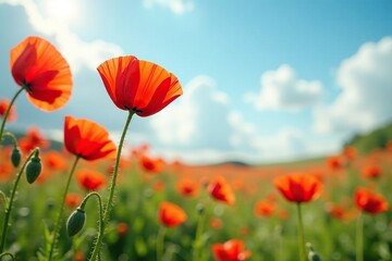 Fototapeta premium Gentle rustle of poppies swaying in the summer wind, rustle, poppy, peaceful