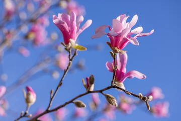 Pink magnolia flowers blooming on branch against blue sky
