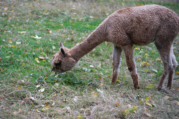 An alpaca grazing in a fenced habitat. Surrounding trees display autumn foliage, creating a serene and peaceful atmosphere.