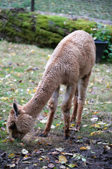 An alpaca grazing in a fenced habitat. Surrounding trees display autumn foliage, creating a serene and peaceful atmosphere.