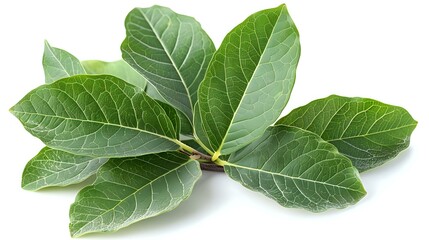 Fresh green bay laurel leaves arranged in a fan shape isolated on white background, perfect for culinary and cooking design projects.