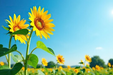 Tall sunflower stalks with green leaves and stems against a clear blue sky, landscape, sky, natural
