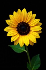 Fototapeta premium Bright yellow sunflower on black background with shallow depth of field, helianthus, background