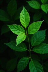 Green Eurycoma longifolia leaves against a dark background, tree, nature