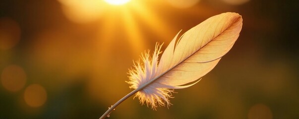 Naklejka premium A single feather softly aglow in morning sunlight, soft focus, warm glow, morning sun
