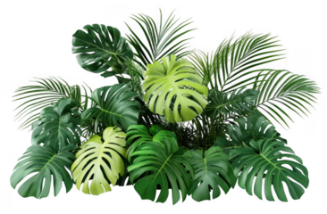 Lush green tropical plants bush, cut out
