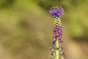 photos of wild flowers, wild hyacinths