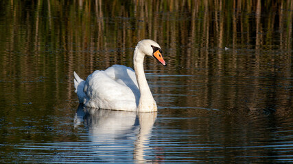 swan on the lake