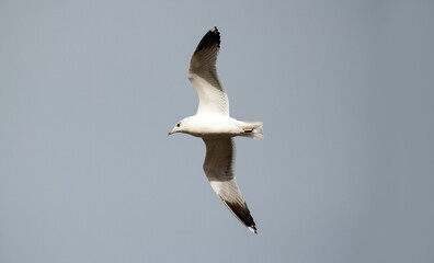 seagull in flight