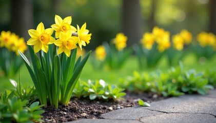 Daffodils swaying gently above a patch of grey concrete with cracks, spring flowers, garden