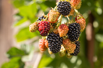 Ripe and unripe blackberries growing on a bush in sunlight