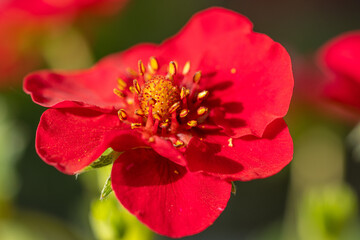 Red cinquefoil flower blooming in spring garden
