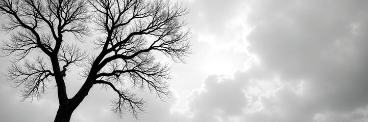 Black and white tree branches against grey sky, tree, bare