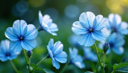 Double flowers in shades of blue and white in a garden border, , blue flowers