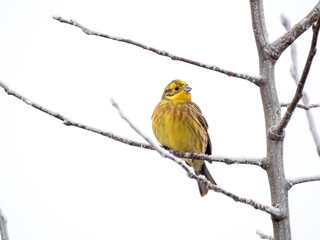 Goldammer (Emberiza citrinella)
