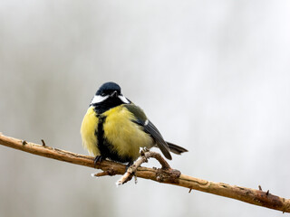 Kohlmeise (Parus major)