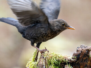 Amsel (Turdus merula)