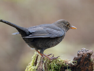 Amsel (Turdus merula)