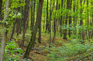 Fototapeta premium Path in green summer forest