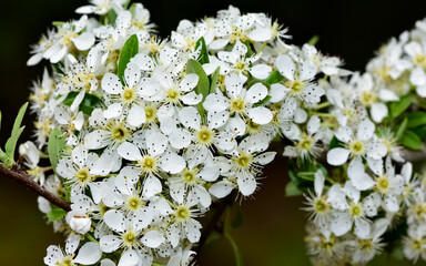 photos of white hawthorn flowers grown in rural areas
