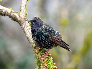 Star (Sturnus vulgaris)