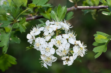 photos of white hawthorn flowers grown in rural areas