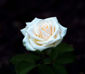 White roses on the bush, macro, rose garden