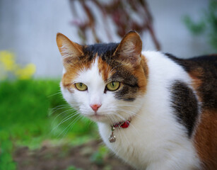 Cat has interesting original fur color.