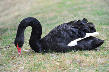 Elegant  black swan (cygnus atratus) sitting  on the grass. Closeup photo of  wild black swan .Free copy space. © Mariana