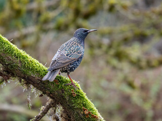 Star (Sturnus vulgaris)