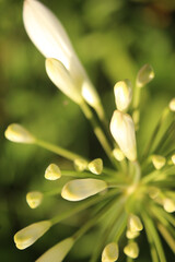 Obraz premium close up of a flower