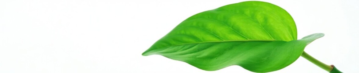 A single large green leaf isolated on a white background, botanical, botanical