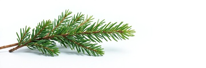 Obraz premium Evergreen branch with fragrant needles isolated on white background, nature, snow, evergreen