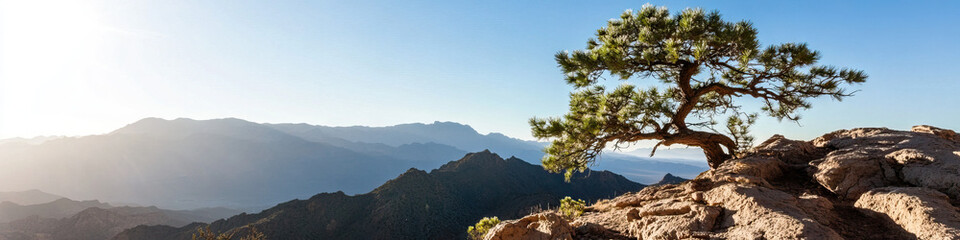 Panoramic View of Pine Tree on Mountaintop Overlooking Distant Mountain Range