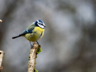 Blaumeise (Cyanistes caeruleu)