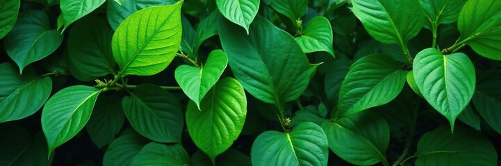 Dense foliage of jungle green leaves in summer, foliage, exotic