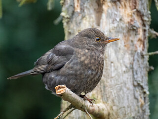 Amsel (Turdus merula)